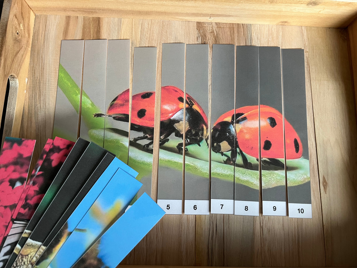 Puzzle de suite de chiffre thème insecte