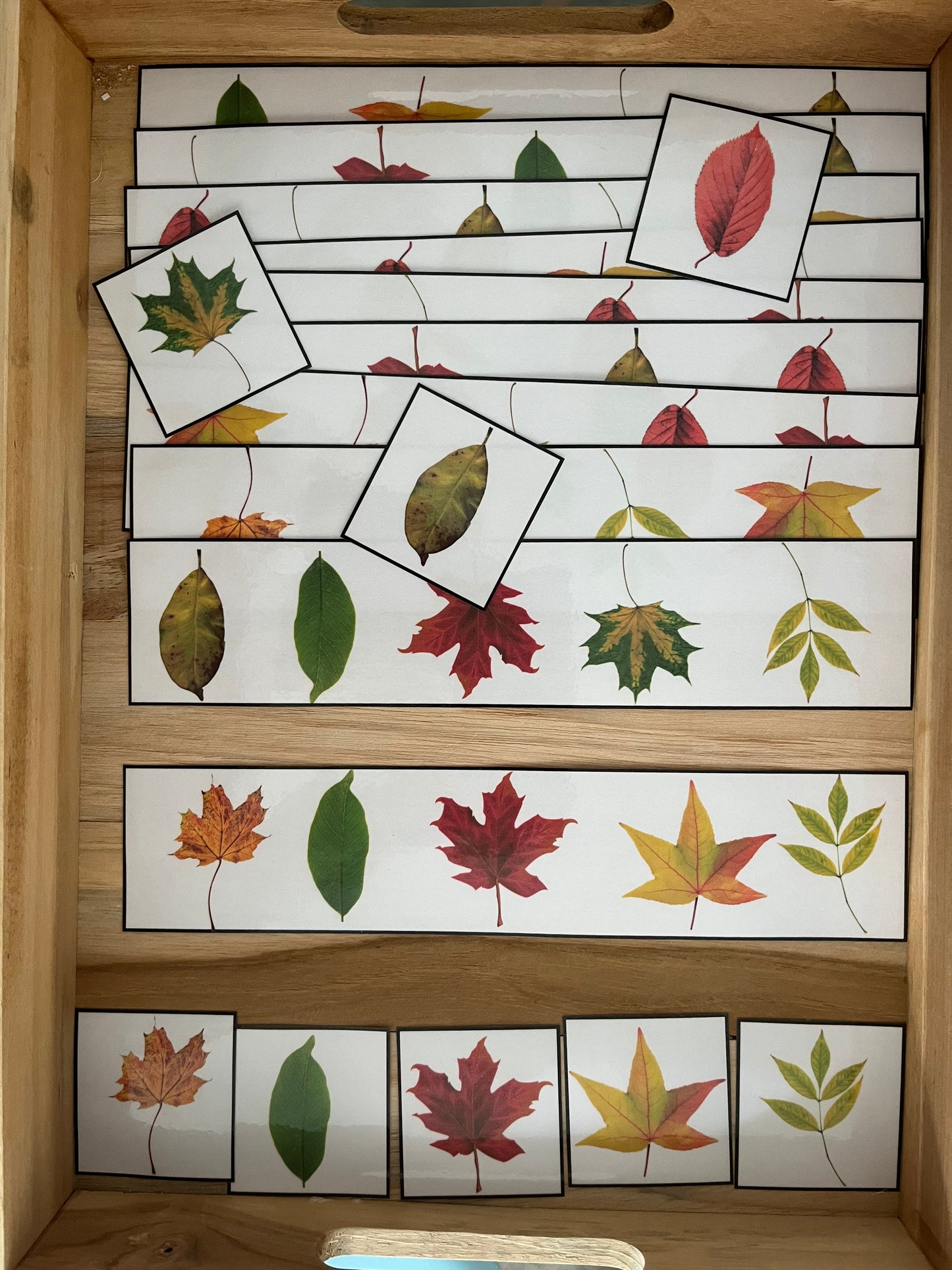 Reconnaissance visuel des feuilles (spécial automne)