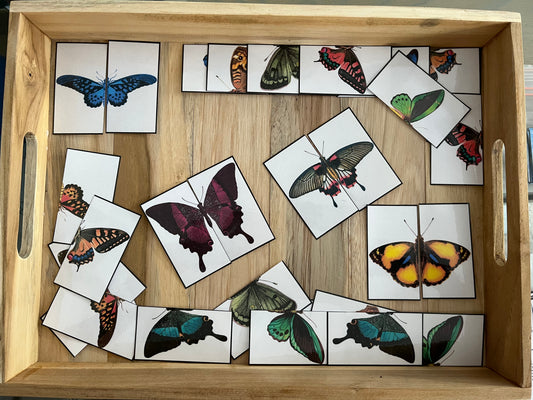 Symétrie des papillons