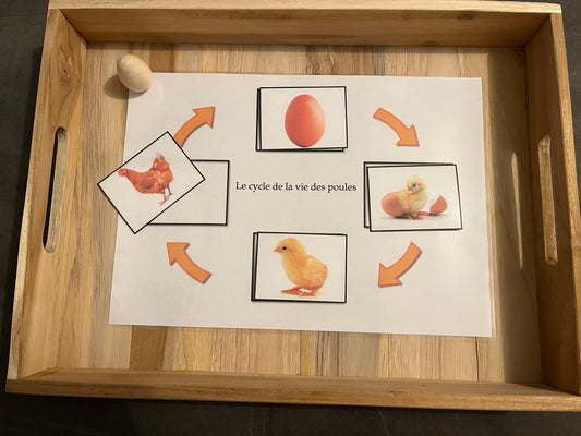 Cycle de vie de la poule